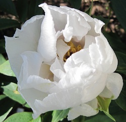 White tree peony flower